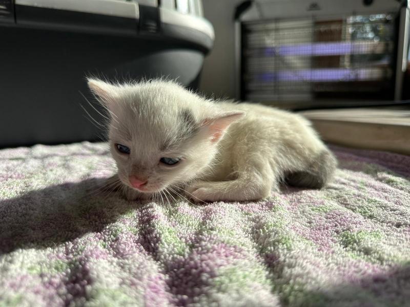 Europäische Hauskatze