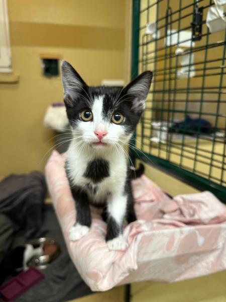 Europäische Hauskatze