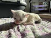 Fundtier Tier-ID 33904