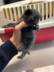 Fundtier Tier-ID 33609