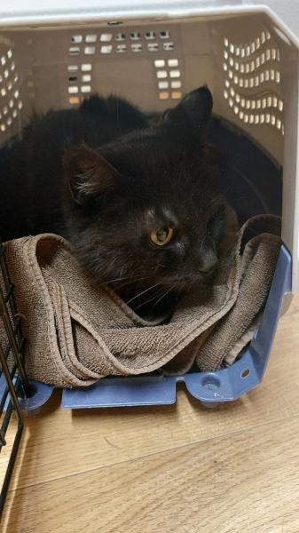 Europäische Hauskatze