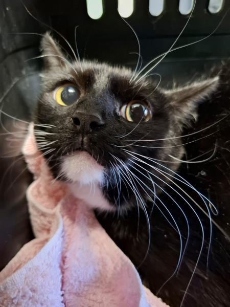 Europäische Hauskatze