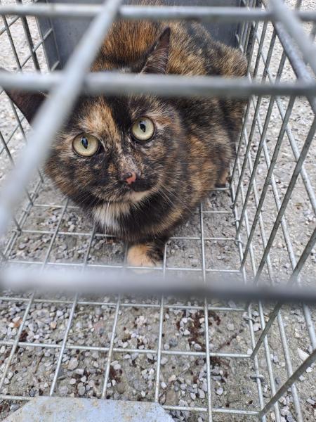 Europäische Hauskatze