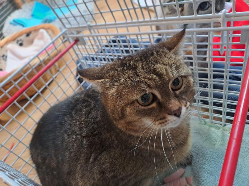 Europäische Hauskatze