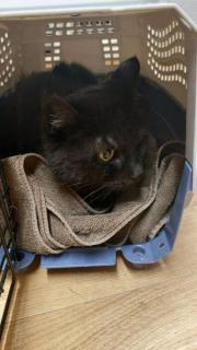 Fundtier Tier-ID 35878