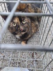 Fundtier Tier-ID 35903