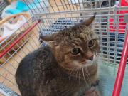 Fundtier Tier-ID 36123