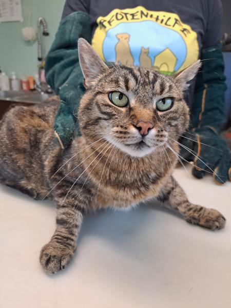 Europäische Hauskatze