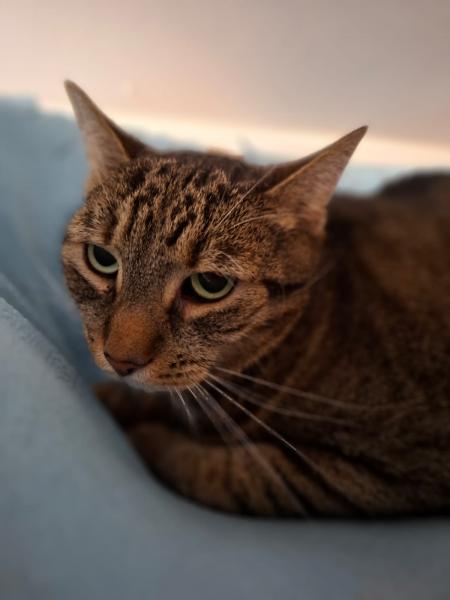 Europäische Hauskatze