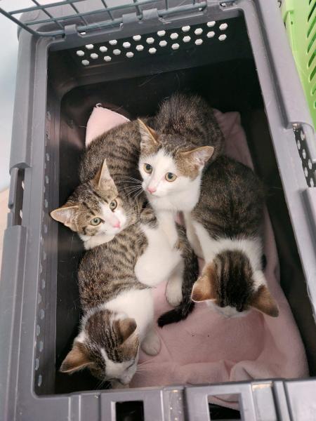 Europäische Hauskatze