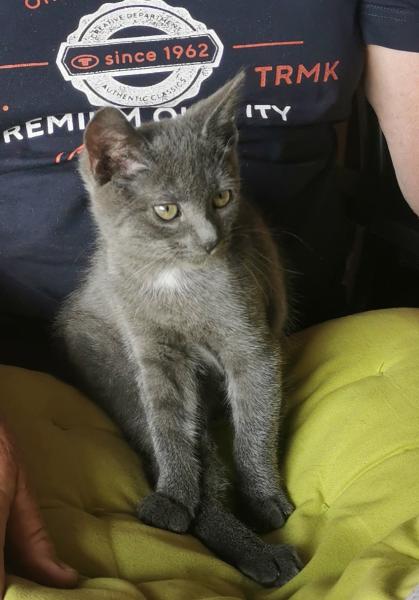 Europäische Hauskatze