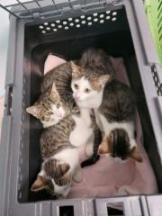 Fundtier Tier-ID 37594