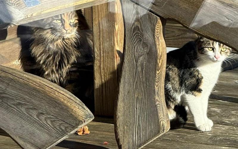 Europäische Hauskatze