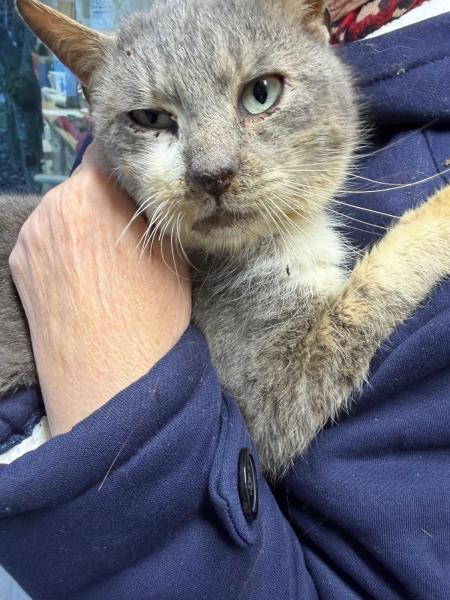 Europäische Hauskatze