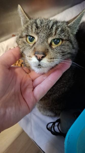 Europäische Hauskatze