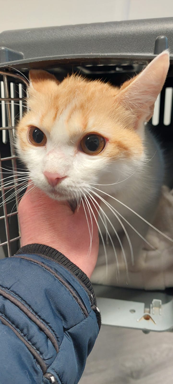 Europäische Hauskatze