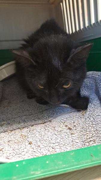 Europäische Hauskatze