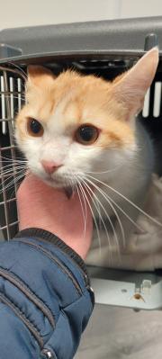 Fundtier Tier-ID 39042