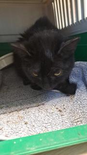 Fundtier Tier-ID 39065