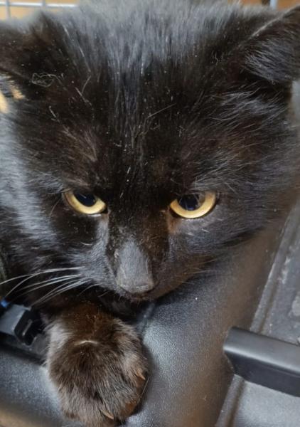 Europäische Hauskatze