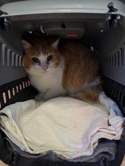 Fundtier Tier-ID 35428