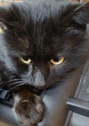 Fundtier Tier-ID 35527