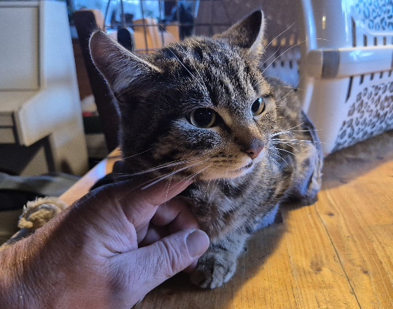 Europäische Hauskatze