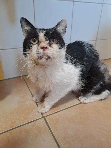 Europäische Hauskatze