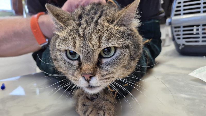 Europäische Hauskatze