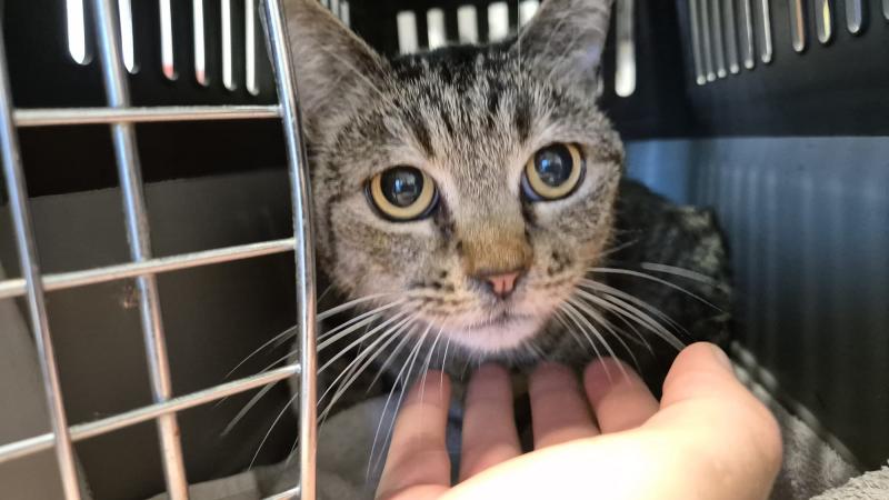 Europäische Hauskatze