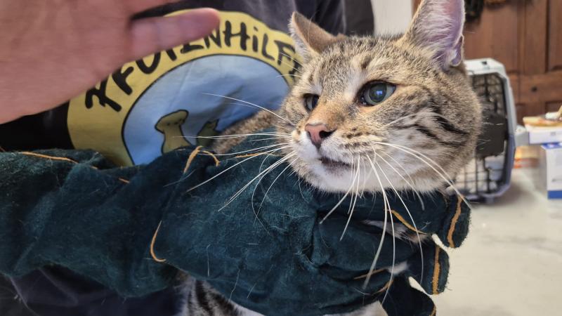 Europäische Hauskatze