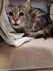 Fundtier Tier-ID 35761