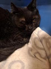 Fundtier Tier-ID 35762