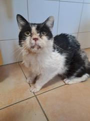 Fundtier Tier-ID 35760