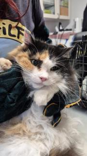 Fundtier Tier-ID 35795