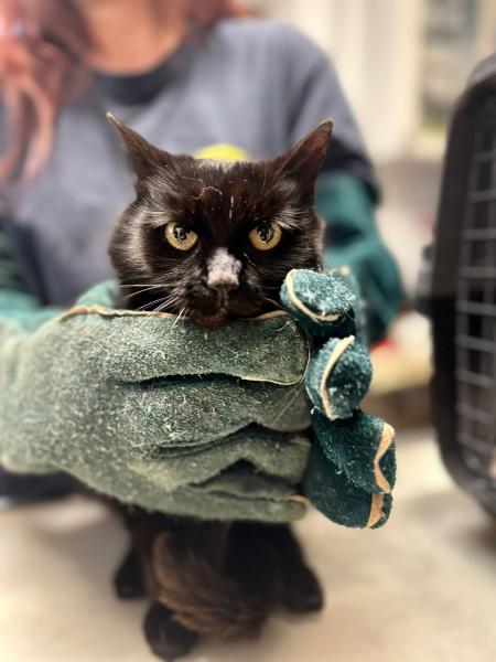 Europäische Hauskatze