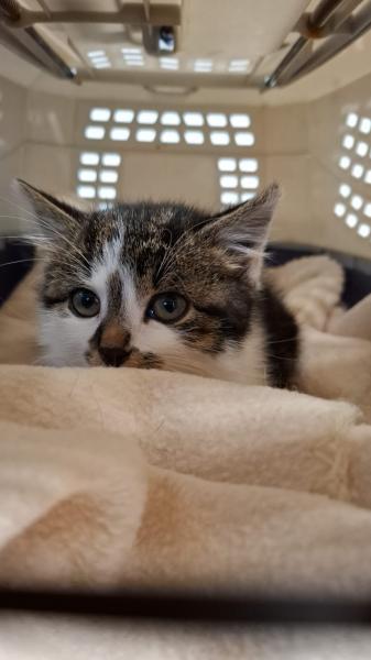 Europäische Hauskatze