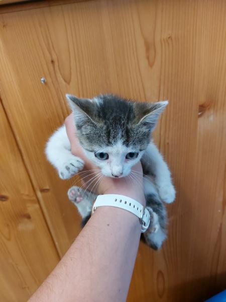 Europäische Hauskatze