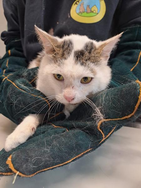 Europäische Hauskatze