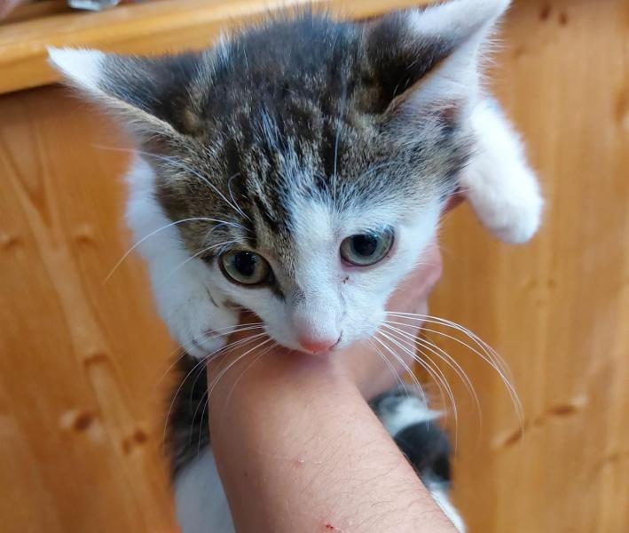 Europäische Hauskatze