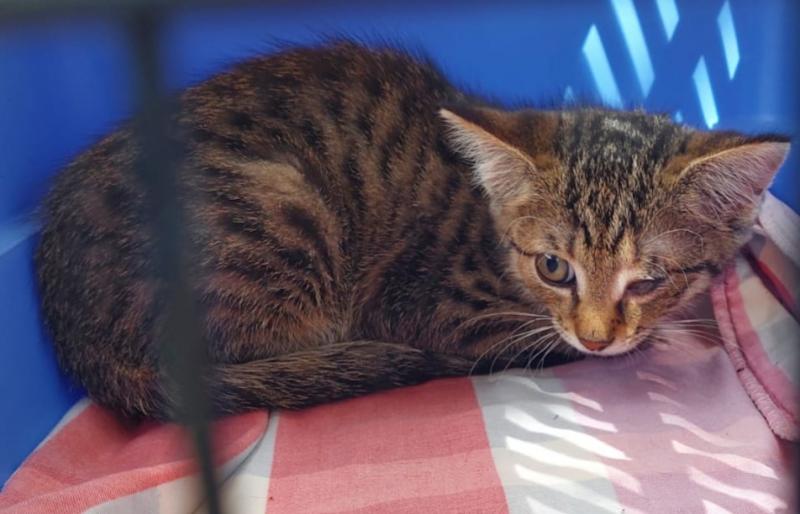 Europäische Hauskatze