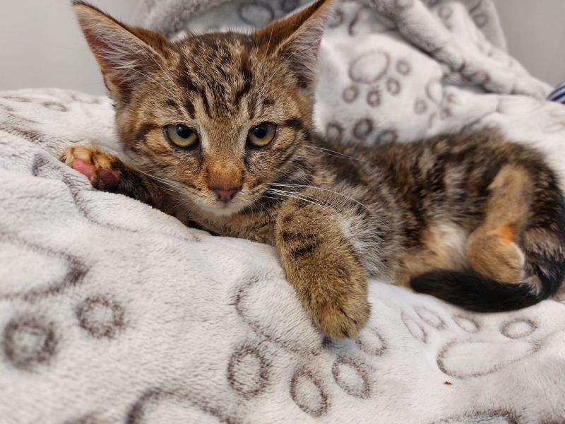 Europäische Hauskatze