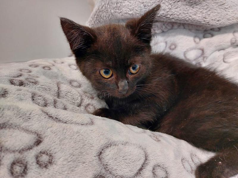 Europäische Hauskatze