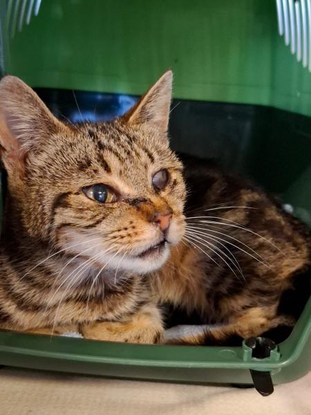 Europäische Hauskatze