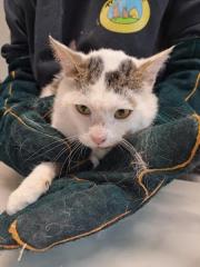 Fundtier Tier-ID 37010