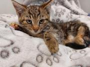 Fundtier Tier-ID 37109