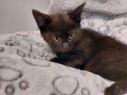 Fundtier Tier-ID 37108