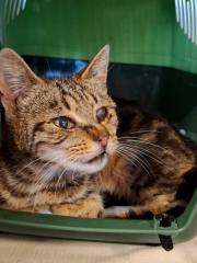 Fundtier Tier-ID 37101