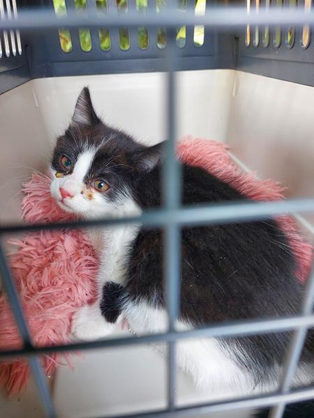 Europäische Hauskatze