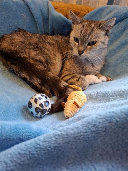 Europäische Hauskatze